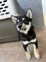 柴犬(標準サイズ)【沖縄県・男の子・2025年7月14日・ブラック】の写真2
