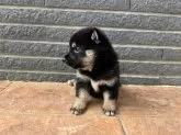 柴犬(標準サイズ)【沖縄県・女の子・2025年7月14日・ブラック】の写真4