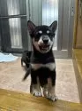 柴犬(標準サイズ)【沖縄県・男の子・2025年7月14日・ブラック】の写真6