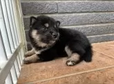 柴犬(標準サイズ)【沖縄県・女の子・2025年7月14日・ブラック】の写真8