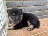 柴犬(標準サイズ)【沖縄県・女の子・2025年7月14日・ブラック】の写真9