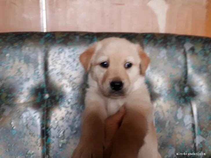 ID：2003-02874の子犬