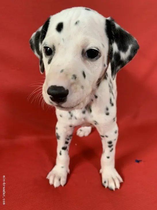 ID：2201-02142の子犬