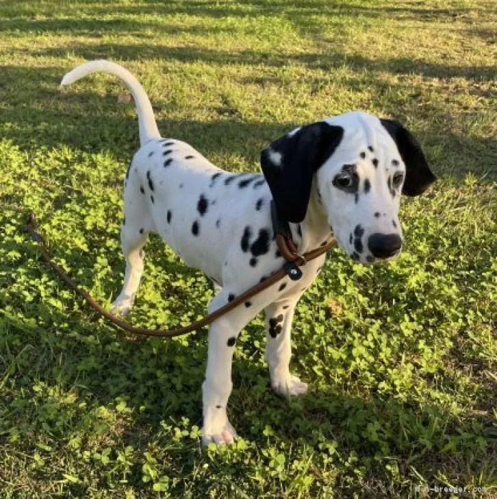 ID：2310-00069の子犬