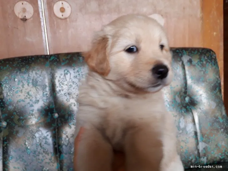 ID：2003-02875の子犬