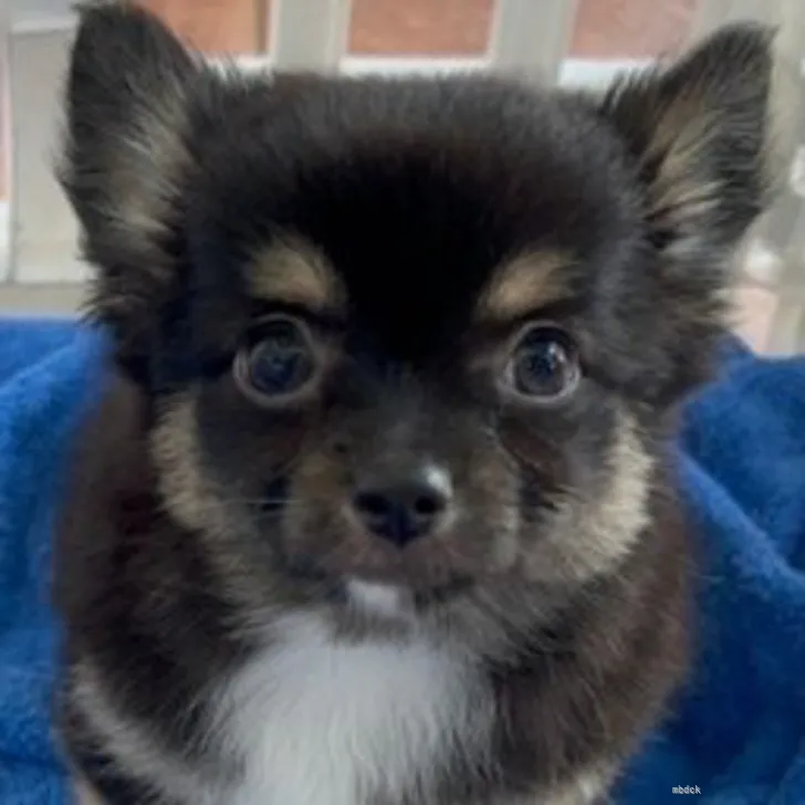 ID：2205-00712の子犬