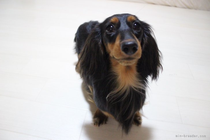 カニンヘンダックスフンド(ロング)【・女の子・2022年6月1日・ブラック&amp;タン】