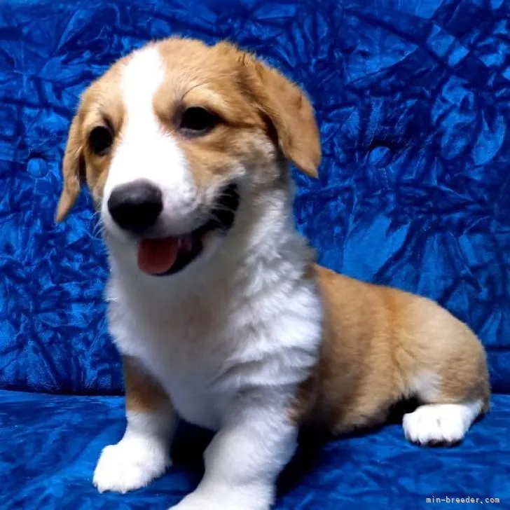 R.T 様のお迎えした子犬