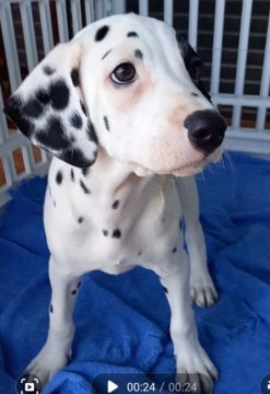 ダルメシアン【沖縄県・女の子・2022年2月20日・ホワイト&ブラック】の写真「個性フェイス」