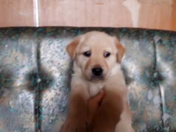 黒ラブラドール×ゴールデンレトリバー【沖縄県・男の子・2020年2月14日・イエロー】の写真「ラブ似」