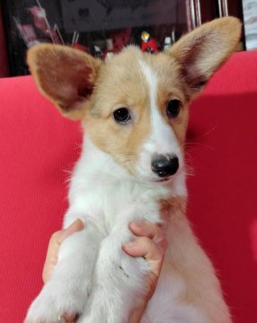 ウェルシュ・コーギー・ペンブローク【沖縄県・女の子・2021年10月24日・レッド&ホワイト】の写真「お耳立ち美人」