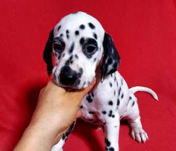ダルメシアン【沖縄県・男の子・2021年5月4日・ホワイト&ブラック】の写真「ぶち多めがチャームポイント」
