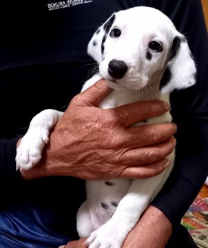 ダルメシアン【沖縄県・男の子・2021年12月20日・ホワイト&ブラック】の写真「イケメン」