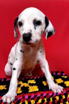 ダルメシアン【沖縄県・女の子・2021年5月4日・ホワイト&ブラック】の写真「美人さん」