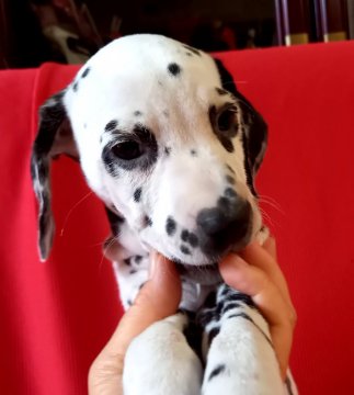 ダルメシアン【沖縄県・女の子・2021年3月17日・ホワイト&ブラック】の写真「両耳くろの小振りちゃん」