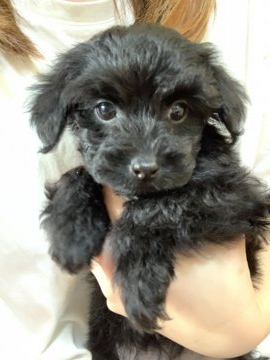 プードル×ヨークシャーテリア【沖縄県・男の子・2021年12月10日・ブラック】の写真「プードルよりの小顔のイケメン君❤️」