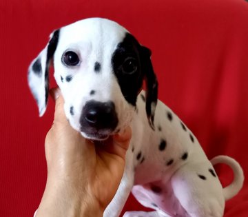 ダルメシアン【沖縄県・女の子・2021年5月4日・ホワイト&ブラック】の写真「個性的なお顔」