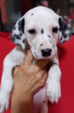 ダルメシアン【沖縄県・女の子・2021年12月20日・ホワイト&ブラック】の写真「両目間のブチが印象的」