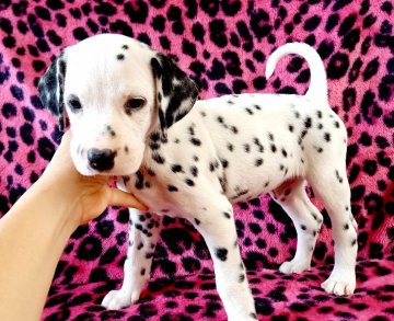 ダルメシアン【沖縄県・男の子・2021年2月13日・ホワイト&ブラック】の写真「ぶちのバランス良い子」