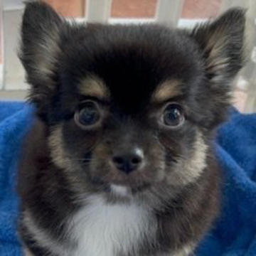 チワワ(ロング)【沖縄県・男の子・2022年3月22日・ブラックタンホワイト】の写真「立ち耳です」