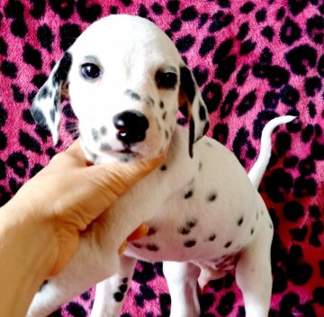 ダルメシアン【沖縄県・男の子・2021年2月13日・ホワイト&ブラック】の写真「ダンディフェイス」