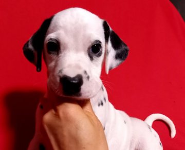 ダルメシアン【沖縄県・男の子・2021年5月4日・ホワイト&ブラック】の写真「右耳黒がチャームポイント」