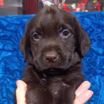 ラブラドールレトリバー【沖縄県・男の子・2022年9月19日・チョコレート】の写真「チョコイケメン」