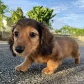 カニンヘンダックスフンド(ロング)【沖縄県・男の子・2024年4月1日・レッド】の写真1