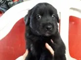 黒ラブラドール×ゴールデンレトリバー【沖縄県・女の子・2020年2月16日・ブラック】の写真2