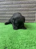 ラブラドールレトリバー【沖縄県・女の子・2023年9月9日・ブラック】の写真5