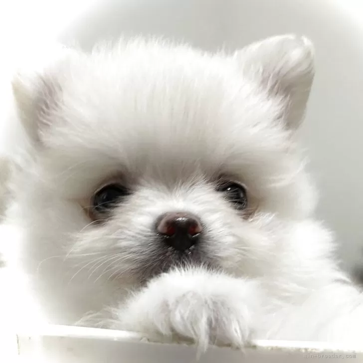 ID：2504-06643の子犬