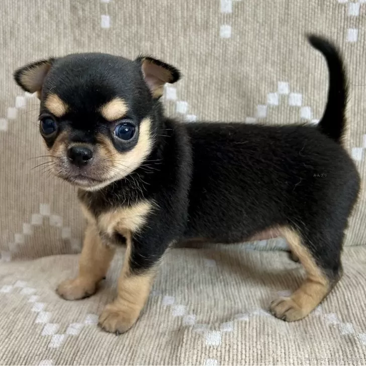 チワワ(スムース)【香川県・女の子・2025年10月10日・ブラックタン】の写真1「体重は622ｇです。」