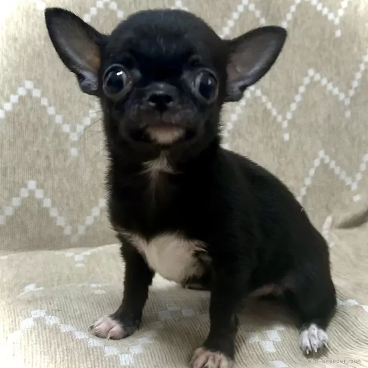 ID：2410-01354の子犬