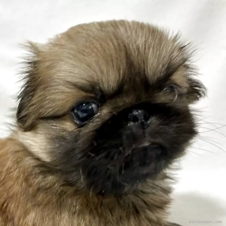 ID:2506-01650の子犬