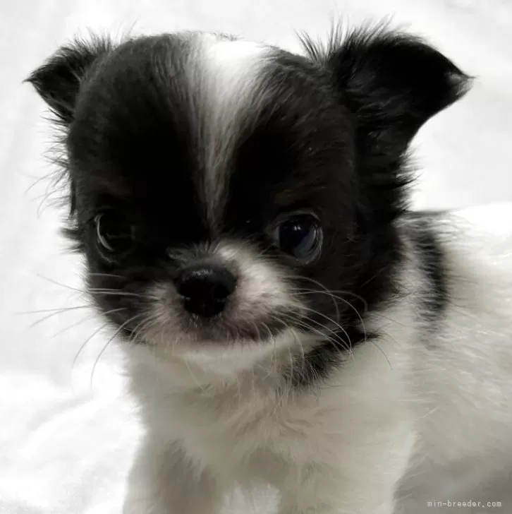 ID:2506-06046の子犬