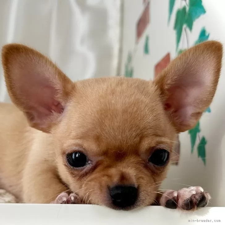 ID：2411-07948の子犬