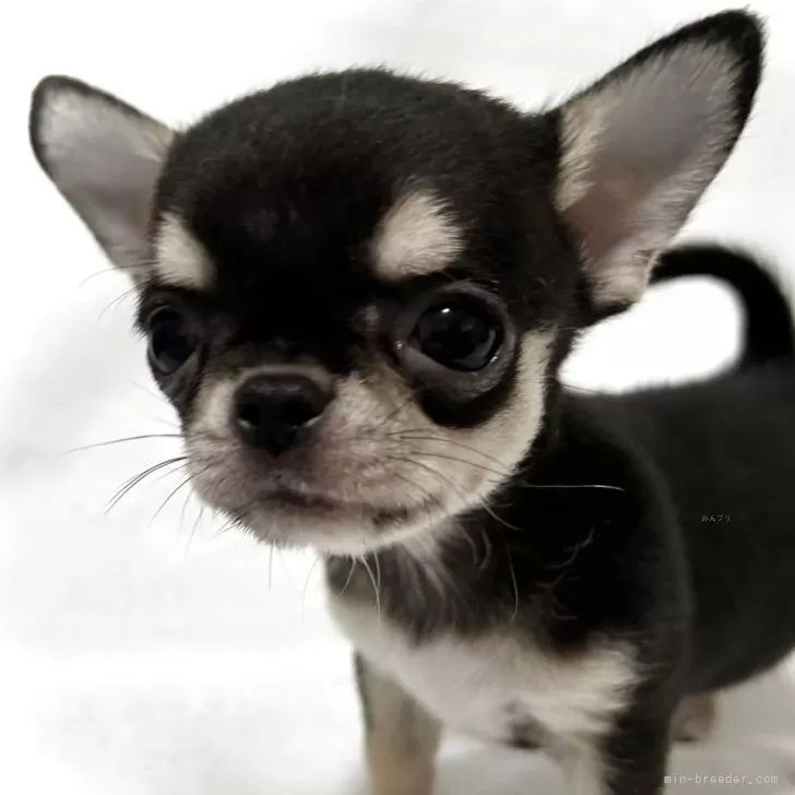 ID：2504-06666の子犬