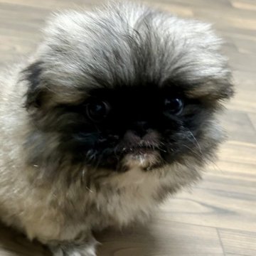ペキニーズ【香川県・女の子・2025年8月24日・フォーンホワイト】の写真「可愛いお顔のワタシ🍀✨」