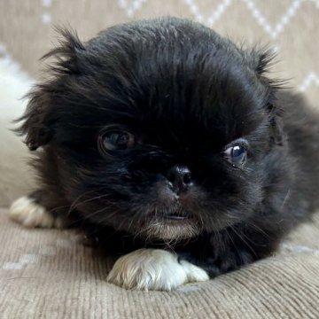 ペキニーズ【香川県・女の子・2025年10月9日・ブラックホワイト】の写真「もふもふで可愛いお顔のワタシ🐾✨」