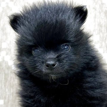 ポメラニアン【香川県・男の子・2025年7月23日・ブラック】の写真「もふもふでまっくろ黒助君( Ꙭ)ꙭ҉」