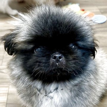 ペキニーズ【香川県・男の子・2025年6月16日・フォーンホワイト】の写真「可愛いお顔のボク🐾」