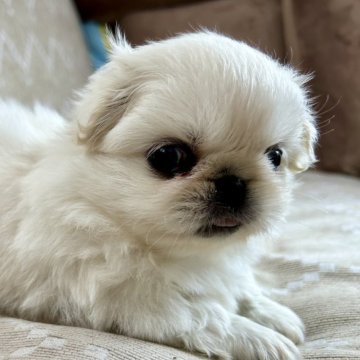 ペキニーズ【香川県・女の子・2025年10月9日・ホワイトクリーム】の写真「もふもふで可愛いお顔のワタシ🐾✨」