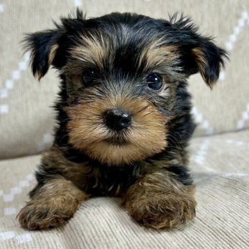 ヨークシャーテリア【香川県・男の子・2025年9月21日・スチールブルータン】の写真「元気いっぱいのボクυ´• ﻌ •`υ」