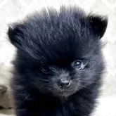ポメラニアン
