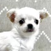 チワワ(ロング)