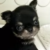 チワワ(ロング)