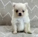 ポメラニアン【香川県・女の子・2025年10月7日・クリーム】の写真3