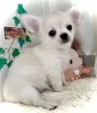 チワワ(ロング)【香川県・女の子・2024年12月28日・クリーム&ホワイト】の写真9