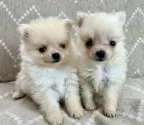 ポメラニアン【香川県・女の子・2025年10月7日・クリーム】の写真7