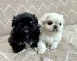 ペキニーズ【香川県・女の子・2025年10月9日・ブラックホワイト】の写真6